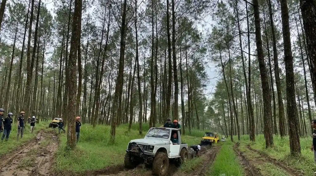 Jalur eksotis hutan pinus di sekitar Gunung Welirang dengan pemandangan hijau
